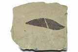 Fossil Leaf (Cedrelospermum) - Green River Formation, Utah #356134-1